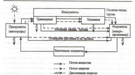 Реферат: Пищевые цепочки в природе