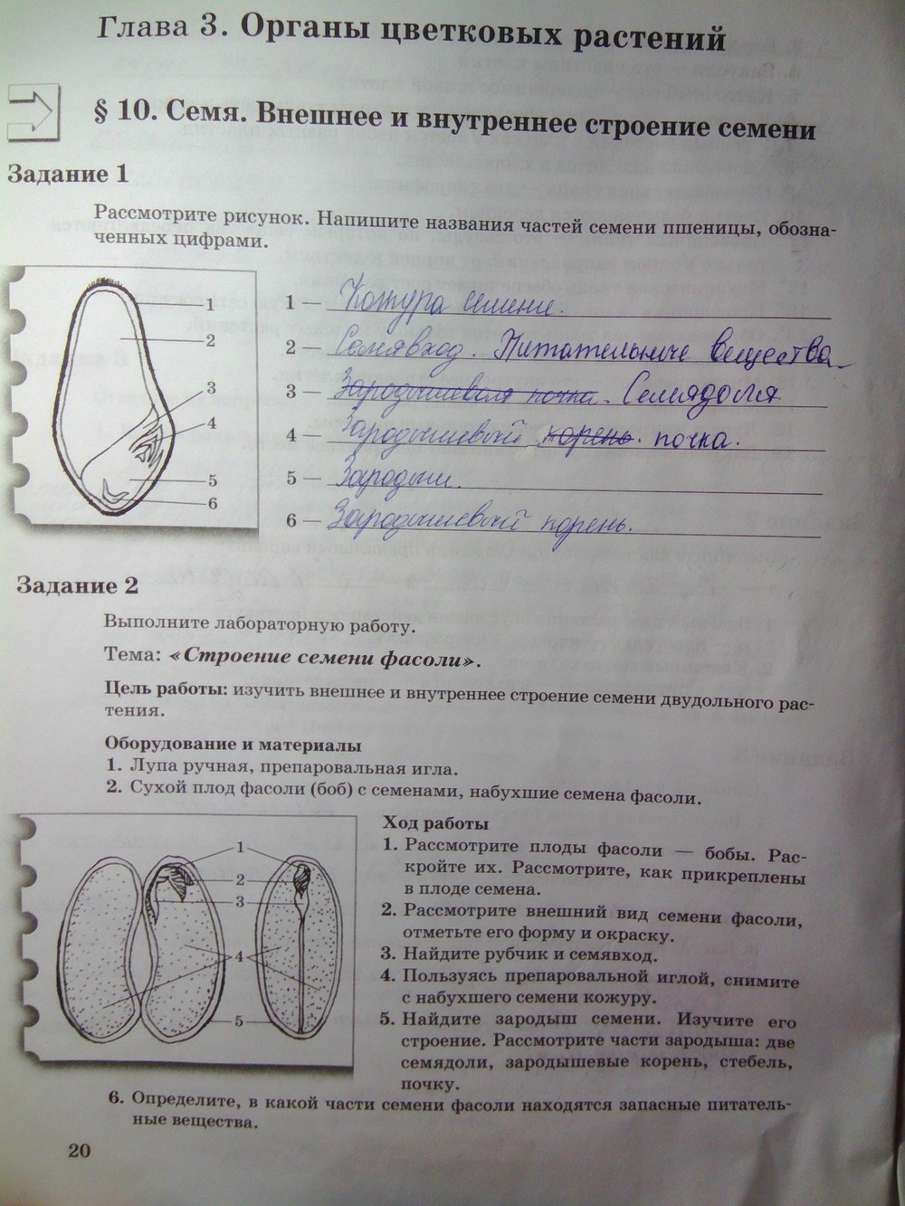 Рабочая тетрадь. Часть 1, 6 класс, Пономарева И.Н., Корнилова О.А., Кучменко В.С., 2011 - 2013, задание: стр.20