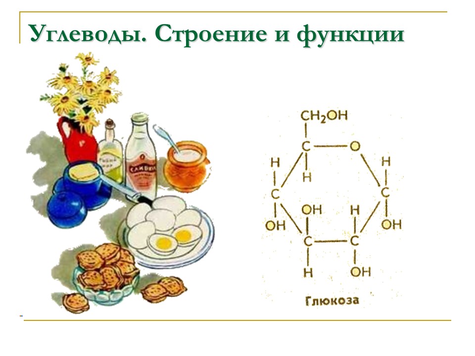 Углеводы Строение и функции