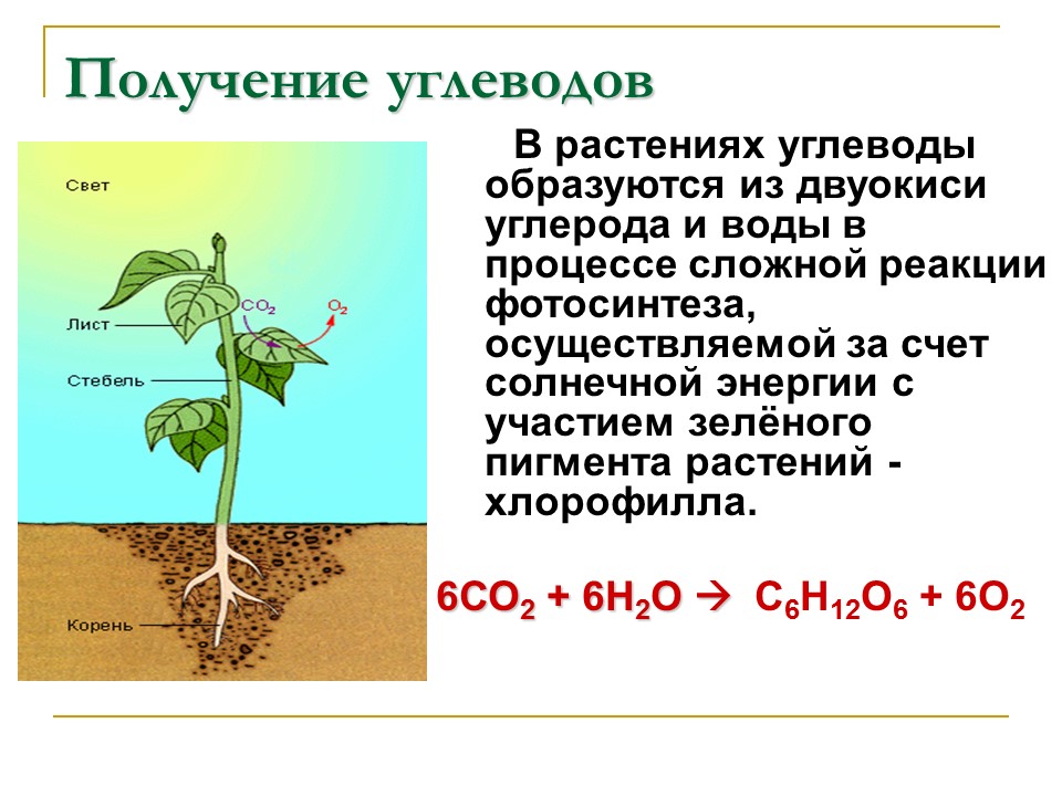 Углеводы Строение и функции