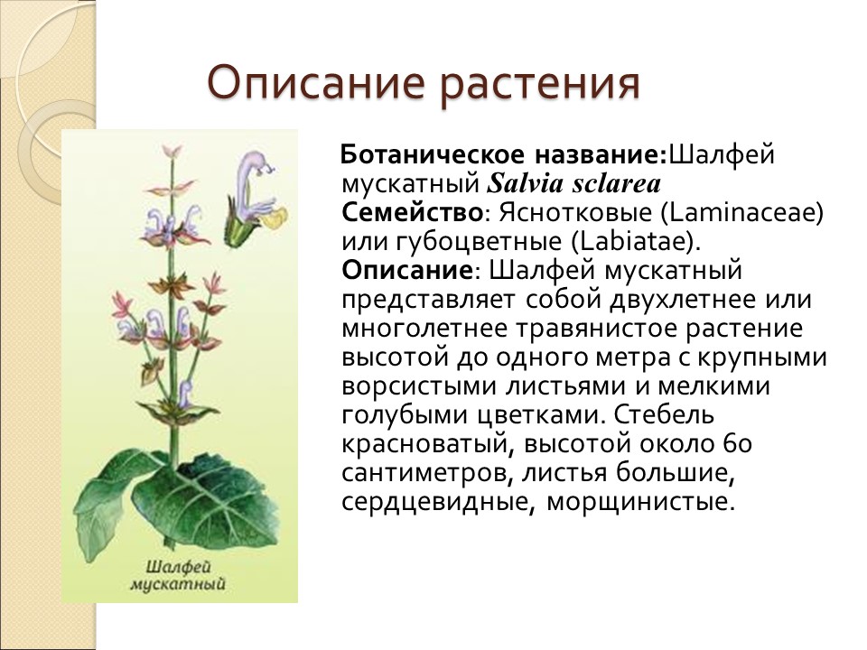 Влияние эфирного масла и конкрета из шалфея мускатного на организм человека