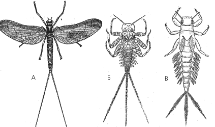 Личинка поденки рисунок
