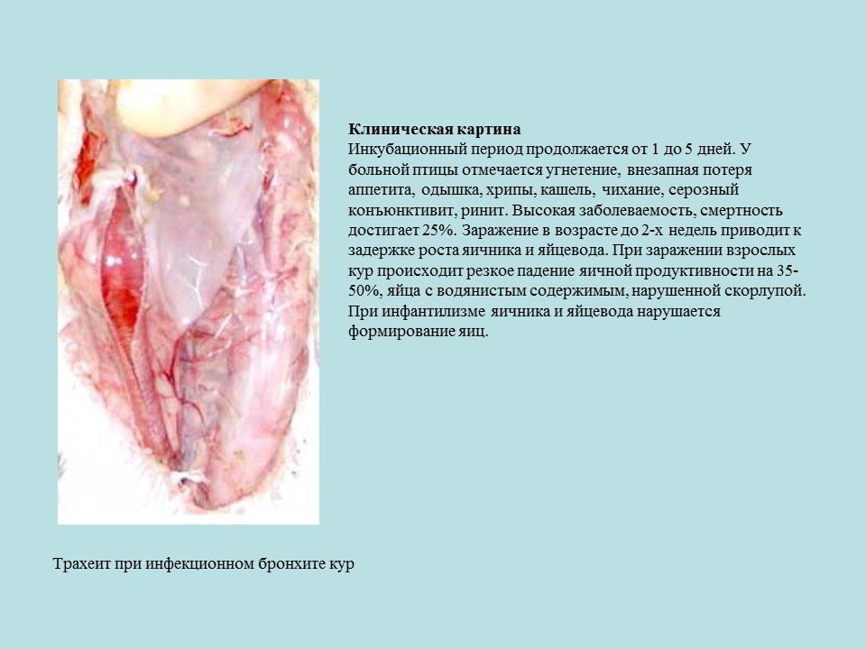 Вирусные заболевания птиц отряда куриных